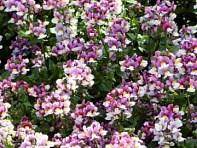 Немезия лазоревая (Pretty Please F1)