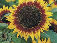 Подсолнечник летний (Floristan) Подсолнечник летний (Floristan)