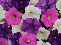 Петуния ампельная гибридная