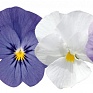 Виола рогатая (Viola cornuta)
