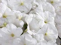 Петуния многоцветковая (Celebrity F1)