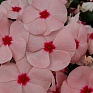 Катарантус розовый (Vinca rosea)