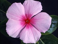 Катарантус розовый (Ocean F1)