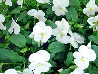 Виола рогатая (Corina F1)