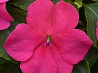 Бальзамин Уоллера (Beacon F1)