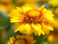 Гайлардия остистая крупноцветковая (Arizona) Гайлардия остистая крупноцветковая (Arizona)
