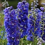 Дельфиниум высокий (Delphinium elatum)