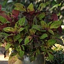 Колеус гибридный (Coleus х hybrida)