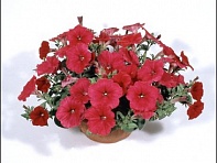 Петуния ампельная гибридная (Nuvolari F1)