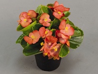 Бегония вечноцветущая (зеленая листва) (Sprint Plus F1)