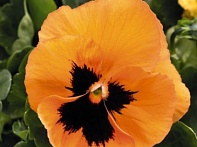 Виола виттрока