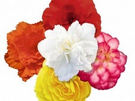 Бегония клубневая махровая ампельная (Nonstop Joy F1)