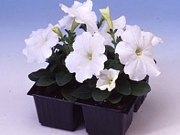 Петуния многоцветковая (Lambada F1)