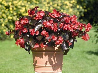 Бегония гибридная (бронзовая листва) (Big F1)