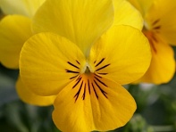 Виола рогатая (Bel Viso F1) Виола рогатая (Bel Viso F1)