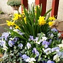 Виола рогатая (Viola cornuta)