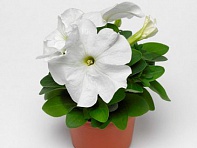 Петуния крупноцветковая (генетически компактная) (Duvet F1)