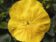 Виола Виттрока