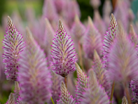 Птилотус возвышенный (Matilda)