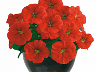 Петуния ампельная гибридная (My Joy F1)