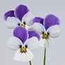 Виола рогатая (Viola cornuta)