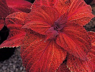 Колеус Блюме (Giant Exhibition)