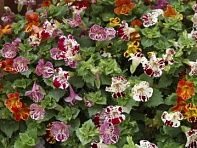 Губастик гибридный (Magic F1)