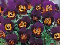 Виола рогатая (Floral Power F1)