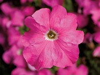 Петуния крупноцветковая (Tritunia F1)