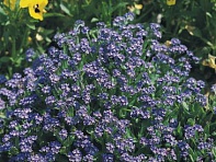 Незабудка лесная (Compindi)