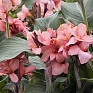 Канна садовая (Canna generalis)