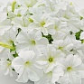 Петуния крупноцветковая (Petunia grandiflora)