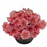 Петуния крупноцветковая (Petunia grandiflora)