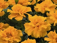 Бархатцы отклоненные (Safari)