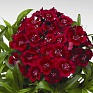 Гвоздика китайская х турецкая (Dianthus chinensis x barbatus)