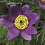 Прострел обыкновенный (Pulsatilla vulgaris)