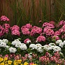 Гвоздика турецкая (Dianthus barbatus)