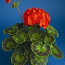 Герань (пеларгония садовая) (Pelargonium x hortorum)