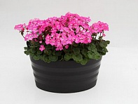 Герань (пеларгония садовая) генетически компактная (Nano F1)