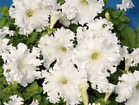 Петуния крупноцветковая (Чехия) бахромчатая (Aphrodita F1)