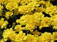 Бархатцы отклоненные (Safari)