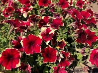 Петуния ампельная гибридная