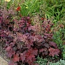 Гейхера мелкоцветная (Heuchera micrantha)