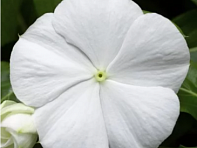 Катарантус розовый ампельный (Cora Cascade XDR F1)