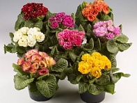 Примула бесстебельная (Marli F1) Примула бесстебельная (Marli F1)