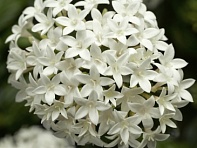 Пентас ланцетовидный (HoneyCluster F1)