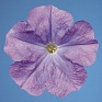 Петуния многоцветковая (Petunia multiflora)