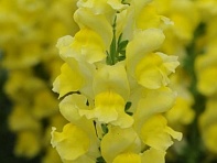 Львиный зев (Антирринум) большой (Potomac F1)