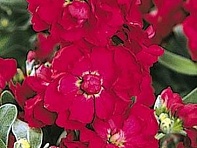 Левкой седой (Vintage)