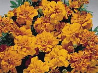 Бархатцы отклоненные (Safari) Бархатцы отклоненные (Safari)